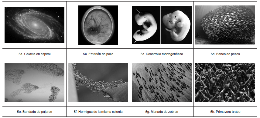 Auto-organización en distintos tipos de sistemas
complejos