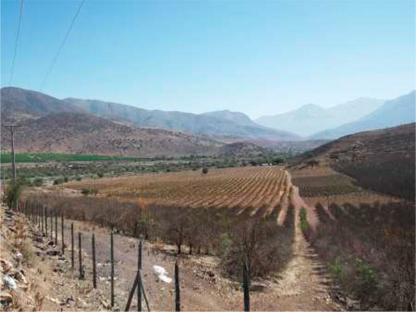 Fotograf&iacute;a de las plantaciones de paltos en Petorca.