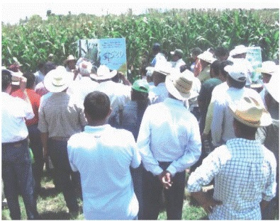 Demostración del híbrido de maíz H-520 a productores en el Día del Productor Maicero. Primavera-verano 2007.