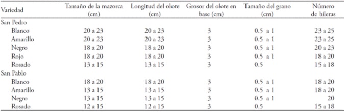 Cualidades f&iacute;sicas de la mazorca que buscan los campesinos en la elecci&oacute;n de la semilla.