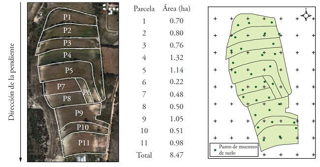 Parcelas del sistema de lama-bordo y sitios de muestreo en
								Teotongo, Oaxaca.