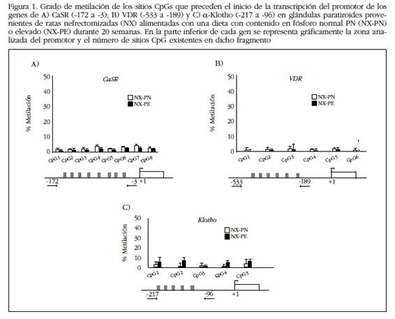 Grado de metilación de los sitios CpGs que preceden el inicio de la transcripción del promotor de los genes de A) CaSR (-172 a -3); B) VDR (-533 a -189) y C) ?-Klotho (-217 a -96) en glándulas paratiroides provenientes de ratas nefrectomizadas (NX) alimentadas con una dieta con contenido en fósforo normal PN (NX-PN) o elevado (NX-PE) durante 20 semanas. En la parte inferior de cada gen se representa gráficamente la zona analizada del promotor y el número de sitios CpG existentes en dicho fragmento