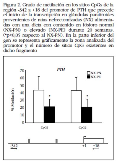 Grado de metilación en los sitios CpGs de la región -342 a +18 del promotor de PTH que precede el inicio de la transcripción en glándulas paratiroides provenientes de ratas nefrectomizadas (NX) alimentadas con una dieta con contenido en fósforo normal (NX-PN) o elevado (NX-PE) durante 20 semanas. (*p<0,05 respecto al NX-PN). En la parte inferior del gen se representa gráficamente la zona analizada del promotor y el número de sitios CpG existentes en dicho fragmento