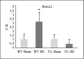 Niveles de expresión génica de Runx2 (unidades
relativas) en aorta en los distintos grupos. WT:
ratón salvaje; TG: ratón transgénico; IRC: insuficiencia
renal crónica