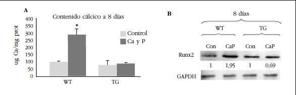Efecto de la adición de medio calcificante (Ca y P) en CMLV de ratones WT y TG sobre: 