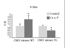  Efecto de la adición de medio calcificante (Ca
y P) sobre los niveles de especies reactivas de oxígeno
mitocondriales en CMLV de ratones WT y TG. U.R.: unidades relativas de fluorescencia de la sonda
DHR123. WT: ratón salvaje; TG: ratón transgénico.