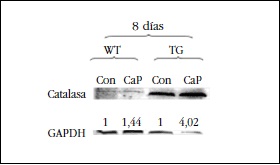 Efecto de la adición de medio calcificante (Ca
y P) en CMLV de ratones WT y TG sobre la expresión
proteica (unidades relativas) de catalasa a los 8 días de
cultivo mediante Western Blot