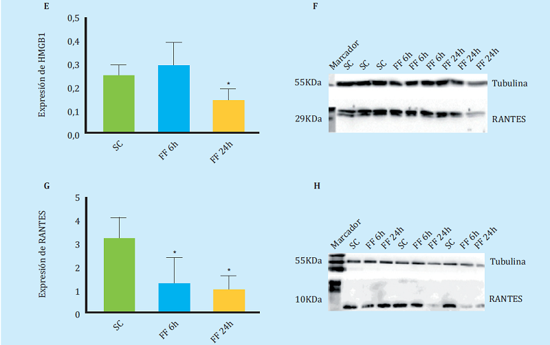 ecreción y expresión de proteínas quimiotácticas medidas por Western Blot (A-C). Expresión de la proteína MCP1 en lisado celular de MLO-Y4 en ausencia de estímulo mecánico (SC) y tras 6 y 24 horas de realizar FF durante 10 minutos (FF6h y FF24h) (C-D). Secreción de la proteína MCP1 en medios condicionados de MLO-Y4 en ausencia y presencia de estímulo mecánico (E-F). Expresión de HMGB1 en lisado celular de MLO-Y4 en ausencia y presencia de estímulo mecánico (G-H). Expresión de RANTES en lisado celular de MLO-Y4 en ausencia y presencia de estímulo mecánico. Los valores densitométricos relativos son la media ± desviación estándar de 2 experimentos independientes por triplicado. *p<0,05 vs. control estático