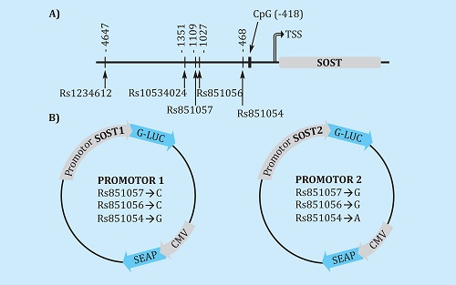 (A) Esquema de la región promotora del gen SOST y localización de los polimorfismos analizados, señalando la distancia al punto de inicio de la transcripción (TSS). El dinucleótido estudiado para los niveles de metilación de la región promotora está expuesto como CpG, con la distancia al TSS. (B) Vectores reporteros con el gen de la luciferasa (G-LUC) hacia la región 5 del promotor de esclerostina y la actividad fosfatasa alcalina (SEAP) bajo el promotor constitutivo del citomegalovirus (CMV). Se encuentran dos vectores, cada uno con un haplotipo distinto con respecto a los polimorfismos frecuentes de la región (rs851054, rs851056 y rs851057)