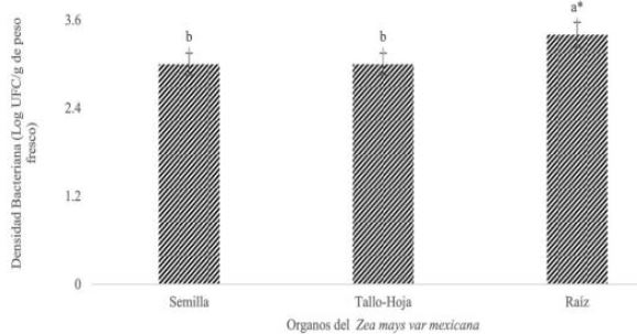 Densidad de la poblaci&oacute;n end&oacute;fita de Burkholderia spp en semillas, tallo-hoja y ra&iacute;z de Zea mays var mexicana (teocintle)