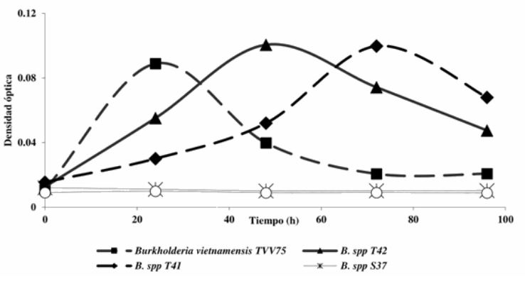 Crecimiento de Burkholderia spp de Zea mays var mexicana y las cepas de referencia de Burkholderia spp en caldo Watanabe como medida indirecta de la fijaci&oacute;n biol&oacute;gica del N2