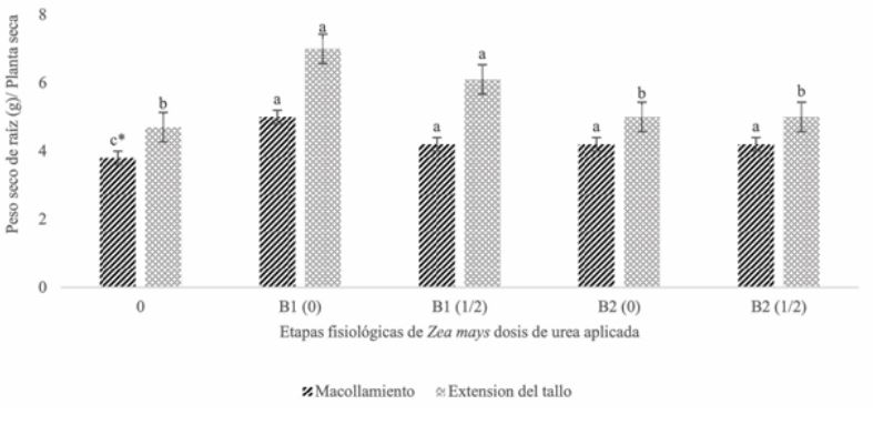 Efecto de Burkholderia spp end&oacute;fita de Zea mays var mexicana sobre el peso seco de la ra&iacute;z de Zea mays con y sin urea en invernadero