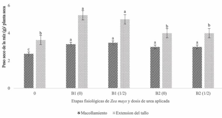 Efecto de inoculaci&oacute;n de Burkholderia spp end&oacute;fitas de las ra&iacute;ces de Zea mays var mexicana (teocintle), sobre el peso seco del tallo de Zea mays con y sin urea en invernadero