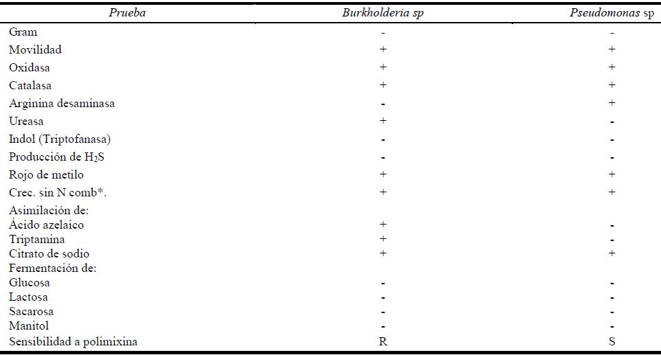 Comparaci&oacute;n entre el perfil bioqu&iacute;mico de Burkholderia spp end&oacute;fitas de Zea mays var mexicana y Pseudomonas de plantas dom&eacute;sticas y silvestres