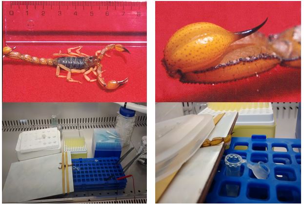 (A) Espécimen adulto de la especie Hadruroides charcasus, (B) último segmento del postabdomen del espécimen denominada Telsón, (C) Proceso de obtención del veneno de escorpión. (D) Aspecto lechoso del veneno de escorpión H. charcasus