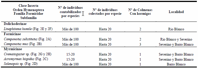 Hormigas recolectadas e identificadas de apiarios ubicados en distintas localidades de la zona de Valles templados de Jujuy