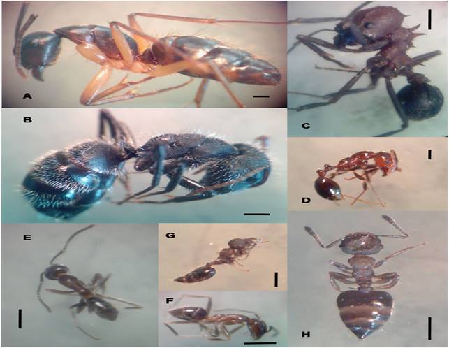 Hormigas recolectadas de diferentes apiarios de productores socios de la COPAJ &ldquo;Cooperativa de Productores ap&iacute;colas de Jujuy Ltda.&rdquo; de la zona de Valle Templados de Jujuy. A: Camponotus substitutus, B: Camponotus mus, C: Acromyrmex hispidus, D: Solenopsis spp., E y F: Linephitema humile y G y H: Crematogaster spp. Escalas: fig. A, B, C, D, E, F, G y H: 1 mm.