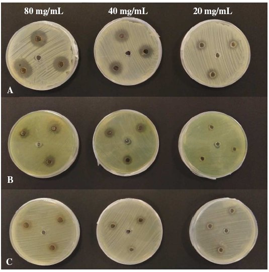 Antibacterial activity of the crude ethanolic extract of O. vulgare against (A) S. aureus ATCC 29213 (B) P. aeruginosa ATCC 27853 and (C) E. coli ATCC 25922