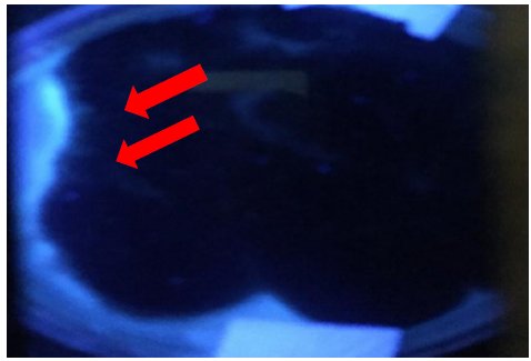 Detecci�n por luz ultravioleta (se�alado por las fechas rojas) de la presencia de la ocratoxina A en agar dextrosa Sabouraud por Aspergillus fumigatus aislado de granos de Hordeum vulgare comercializados en Morelia, Michoac�n, M�xico