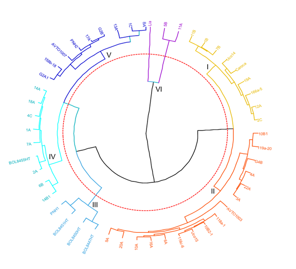 Análisis de conglomerados basado en descriptores de Tomato Analyzer para accesiones de tomate mediante agrupamiento jerárquico aglomerativo por el método euclideano para la disimilitud Average. Colores rojo, azul, morado, naranja, verde agua y verde representan los grupos 1, 2, 3, 4, 5 y 6, respectivamente