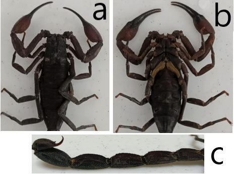 a) dorsal view prosome and mesosome, b) ventral view prosome and mesosome, c) dorsal lateral view metasome.