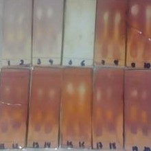 Chromatographic runs on TLC of peptide fractions post hydrolysis by Alcalase