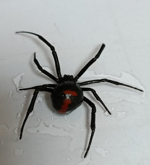 Ejemplar hembra del g�nero Latrodectus