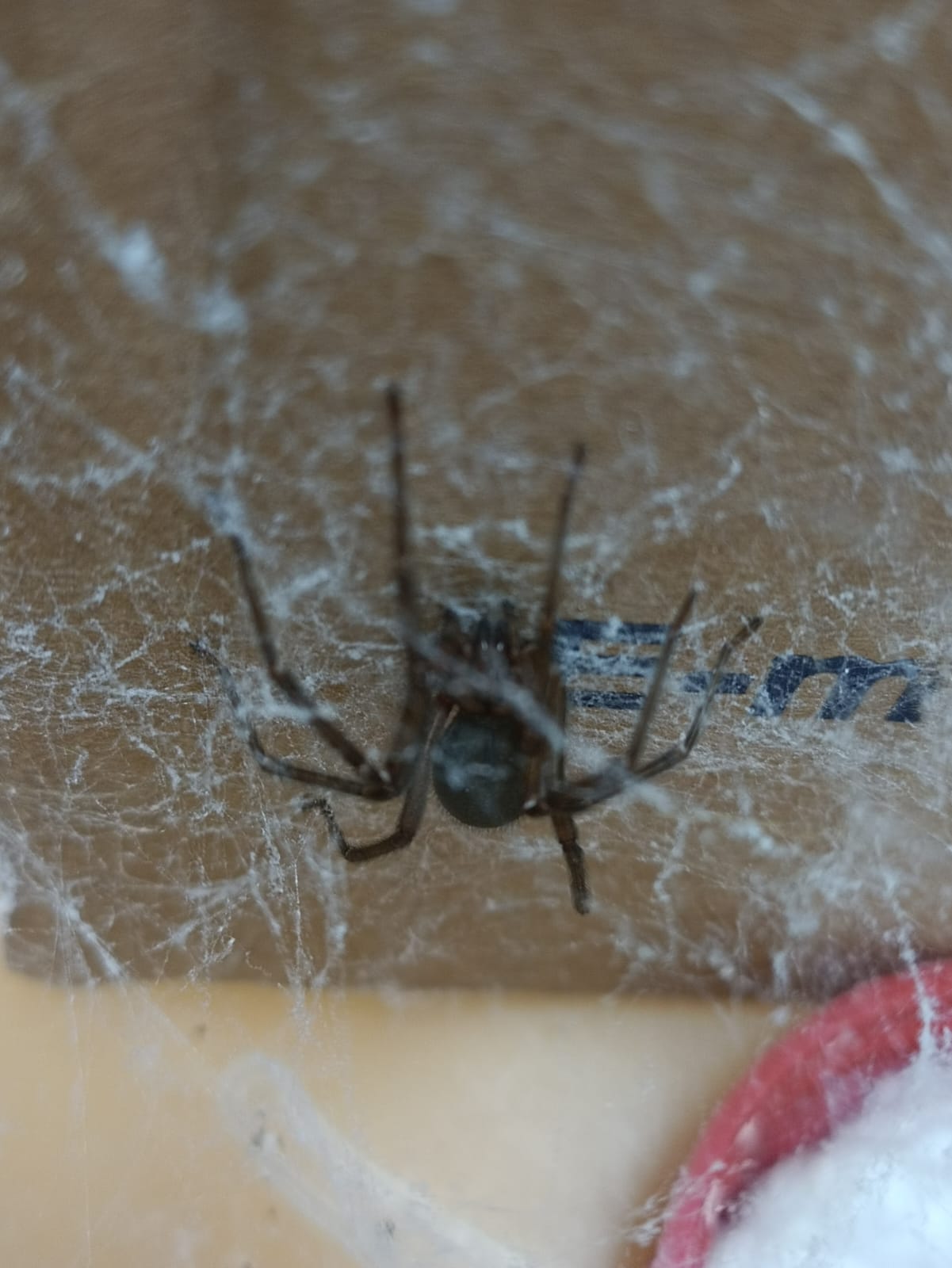 Ara�a del Rinc�n in vivo