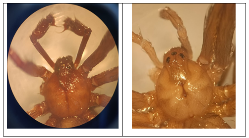 LEFT Loxosceles sp male, RIGHT Loxosceles sp. Female