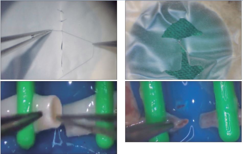 Modelos de entrenamiento inanimados y biológicos ex vivo. A. Modelo de entrenamiento en látex. B. Modelo de entrenamiento con vinilo (mayor dificultad). C. Entrenamiento utilizando arteria de 2 mm. D. Entrenamiento utilizando arteria de 1 mm.