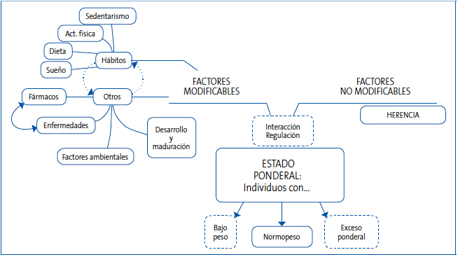 Esquema de los factores que influyen en el peso corporal