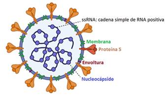 Esquema de la estructura del SARS-CoV-2