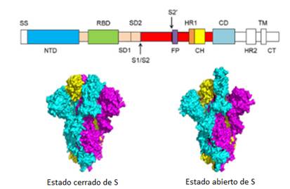 Esquema de la estructura de la prote&iacute;na S