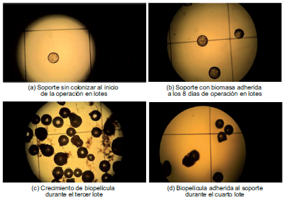Soporte (Extendosphere&reg;) visto al microscopio con aumento 10 x. (a) Soporte sin colonizar al arranque del reactor, (b) Soporte durante el primer ciclo por lote, 8 d&iacute;as de operaci&oacute;n, (c) Colonizaci&oacute;n del soporte a los 25 d&iacute;as de operaci&oacute;n en lote, (d) Biomasa adherida al soporte al final del cuarto lot e, 40 d&iacute;as