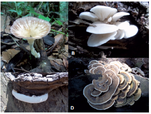 Carp&oacute;foros colectados en campo. A) Cymatoderma elegans SBN4, B) Pleurotus sp. SBN8, C) Ganoderma sp. PB1 y D) Trametes sp. SBN2