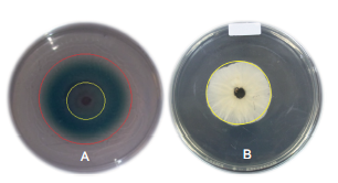 Valoraci&oacute;n cualitativa de la actividad lacasa. A) Cepa con actividad lacasa y B) Cepa sin actividad lacasa. El c&iacute;rculo rojo corresponde al halo de oxidaci&oacute;n del ABTS y el c&iacute;rculo amarillo corresponde al crecimiento diametral del micelio del hongo