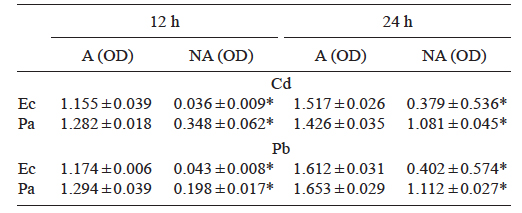 Mean absorbance values (&plusmn; standard deviation) at 680 nm (optical densities, OD) of adapted (A) and not adapted (NA) strains of  Enterobacter cloacae  (Ec) and  Pseudomonas aeruginosa  (Pa) after 12 and 24 hours with 2.83 mg/L of Cd or 17.4 mg/L of Pb