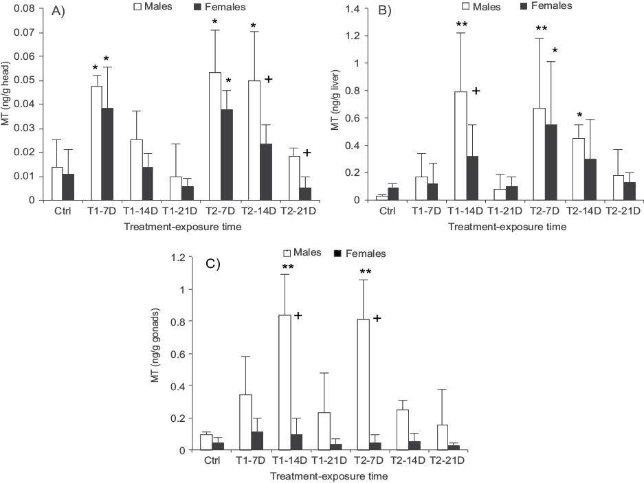 Content of metallothioneins (MT) in the head, liver and gonads of Girardinichthys viviparus exposed under controlled conditions to mixture of metals (T1) and mixture of metals spiked with 25 ng/L of ethynil estradiol (T2). 7D = 7 days, 14D = 14 days and 21D = 21 days. A) content of MT in the head, B) content of MT in the liver, and C) content of MTin gonads. Bars represent the mean and standard deviation of data set. Asterisks denote significance difference regardingto their corresponding control group (sex) * p < 0.05, ** p < 0.01 and *** p < 0.001; + denote significance difference at p < 0.05 between sexes in the same treatment