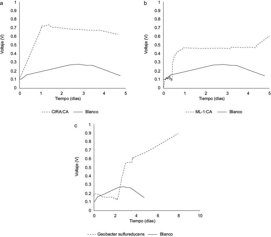 Generación de voltaje por las diferentes bacterias: a) ML-1:CA, b) CIRA:CA, c) Geobacter sulfurreducens. ML = muestra Lerma, CIRA = muestra Centro Interamericano de Recursos del Agua, CA = Colonia Aislada