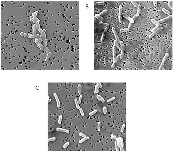 Microfotografías de los microorganismos: a) CIRA:CA (Clostridium bifermentans), b) ML-1:CA (Clostridium sordellii), c) Geobacter sulfurreducens. ML = muestra Lerma, CIRA = muestra Centro Interamericano de Recursos del Agua, CA = Colonia Aislada