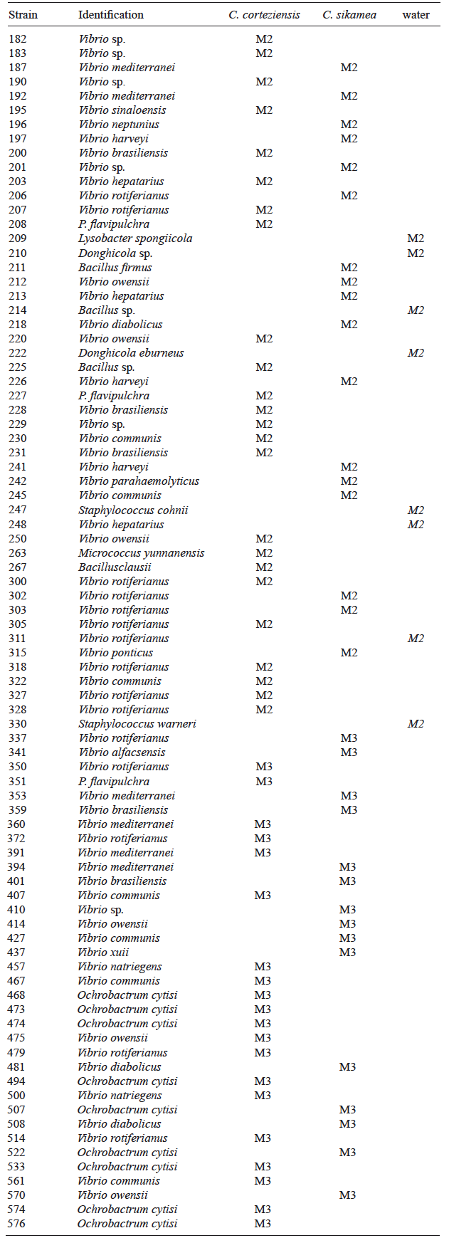 BACTERIAL STRAINS (M) ISOLATED FROM Crassostrea corteziensis, C.sikamea AND COSPITA BAY WATER SAMPLES