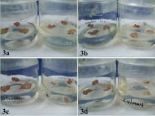 Desarrollo de los cultivos de tejido calloso de E. micromeris inoculados con Rz L: (a) tratamiento con Rz L, (b) tratamiento con Cd 0.1 mM + Rz L, (c) tratamiento con Cd 0.5 mM + Rz L y Cd 1.0 mM + Rz L
