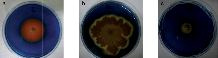 Prueba cualitativa de producción de sideróforos de los géneros bacterianos seleccionados en los diferentes puntos de muestreo en torno a la empresa recicladora de Pb, en medio CAS-Agar. (a) L2, Streptomyces sp., (b) L138, Curtobacterium sp., (c) L23, Arthrobacter sp.