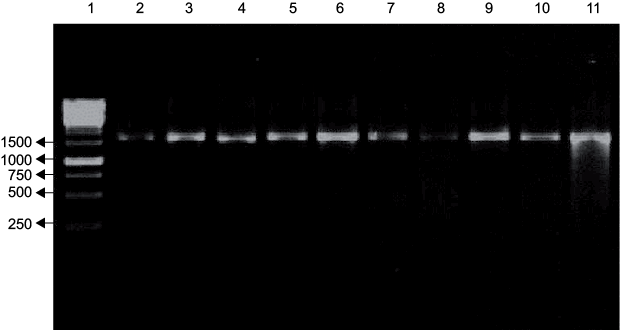 Amplificación del gene 16S ARNr (aproximadamente 1600 pb) de los aislados bacterianos seleccionados en los diferentes puntos de muestreo en torno a la planta recicladora de Pb. De izquierda a derecha, columna 1: patrón de peso molecular; columna 2: aislado 2; columna 3: aislado 48; columna 4: aislado 139; columna 5: aislado 35; columna 6: aislado 121; columna 7: aislado 50; columna 8: aislado 23; columna 9: aislado 14; columna 10: aislado 67; columna 11: aislado 138