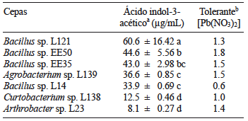 PRODUCCIÓN DE ÁCIDO INDOL-3- ACÉTICO (AIA) Y TOLERANCIA A Pb POR LAS CEPAS BACTERIANAS SELECCIONADAS DE LOS DIFERENTES PUNTOS DE MUESTREO EN TORNO A LA EMPRESA RECICLADORA DE Pb