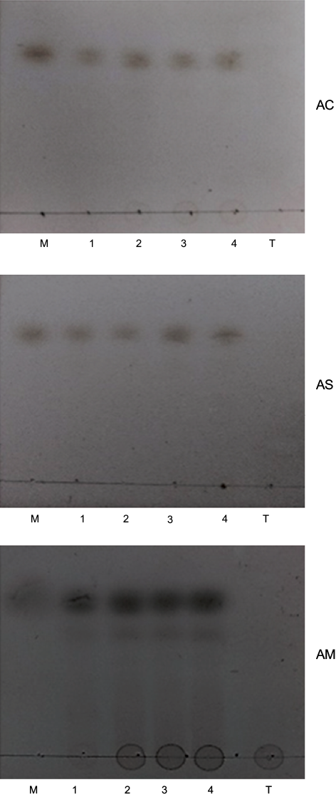 Anlisis de los productos de hidrlisis por cromatografa en capa fina: almidn de cebada (AC), almidn soluble de papa (AS) y almidn de maz (AM), a 24 h en diferentes concentraciones. M: marcador (glucosa) (1:50, 2:100, 3:200 y 4:400 g/L); T: testigo