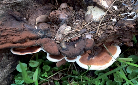 Cuerpo fructfero de Ganoderma inmaduro en un tronco de rbol en el parque urbano La Plvora en Villahermosa, Tabasco