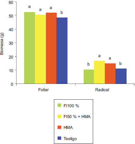 Biomasa foliar y radical seca en el sorgo 83g19 obtenida con fertilización inorgánica (fi) y/o micorrización (HMA). Letras distintas denotan diferencias significativas con la prueba de Tukey (p < 0.05)