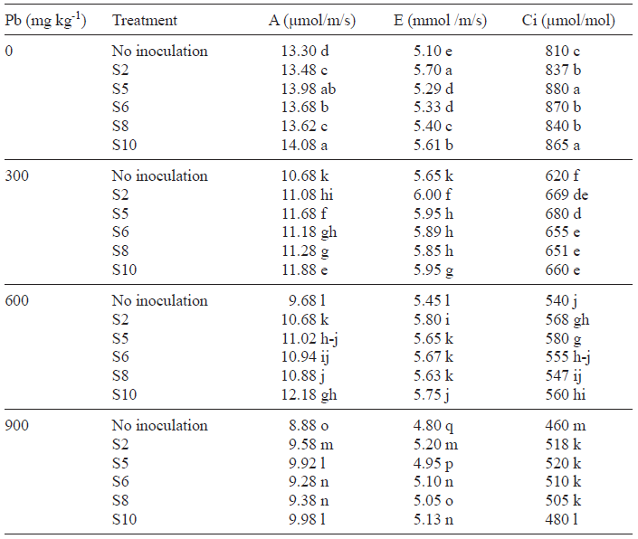 EFFECT OF LEAD TOLERANT PGPR ON PHYSIOLOGICAL ATTRIBUTES (PHOTOSYNTHETIC RATE, TRANSPIRATION RATE AND SUBSTOMATAL CO2) OF SUNFLOWER PLANTS EXPOSED TO LEAD