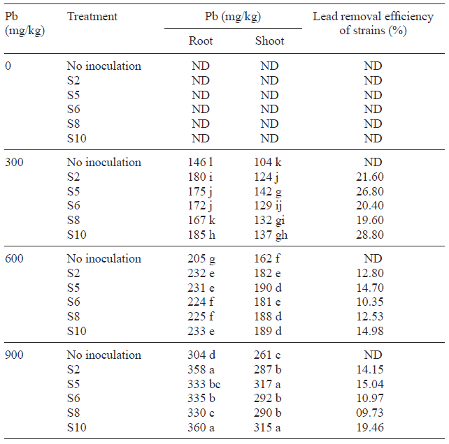 EFFECT OF LEAD TOLERANT PGPR ON THE PHYTOREMEDIATION POTENTIAL (LEAD IN ROOT AND SHOOT) OF SUNFLOWER PLANTS AND LEAD REMOVAL EFFICIENCY OF STRAINS